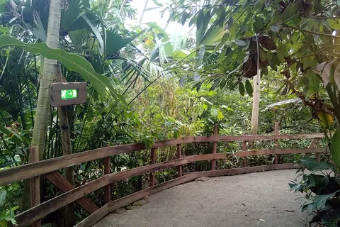 Een houten wandelpad tussen de tropische planten in Wildlands Adventure Zoo in Emmen
