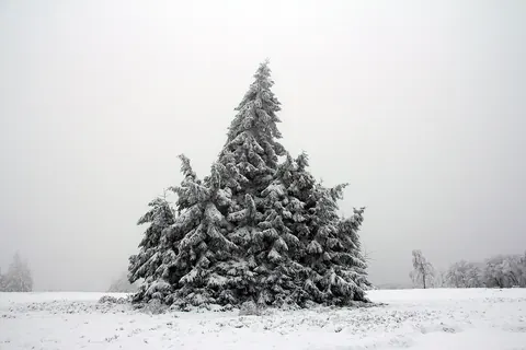 Een besneeuwde spar op de Kahler Asten bij Winterberg